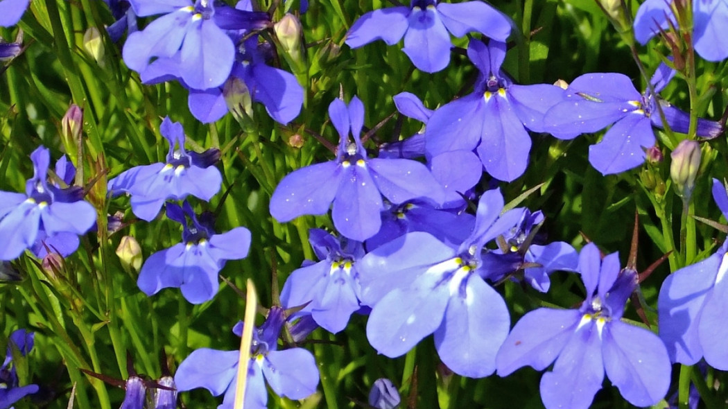 lobelia przylądkowa fot. Сергей Шабанов z Pixabay