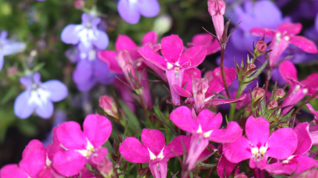 lobelia przylądkowa fot. Mouse23 - Pixabay 