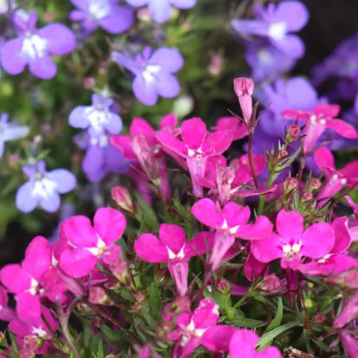 Lobelia przylądkowa