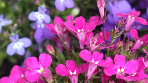 Lobelia przylądkowa