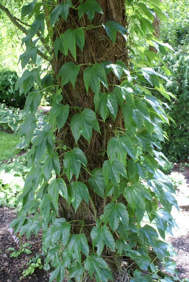 Parthenocissus tricuspidata Veitchii fot. Grzegorz Falkowski