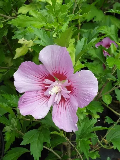 Ketmia syryjska Hibiscus syriacus Woodbridge fot. Grzegorz Falkowski