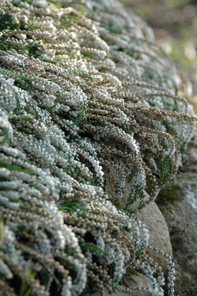 Calluna vulgaris White Lawn fot. Agnieszka Żukowska