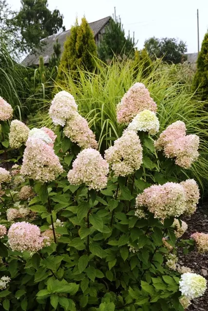 Hydrangea paniculata Limelight fot. Falkowski