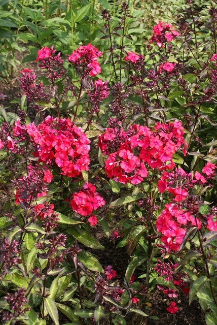 Phlox Starfire fot. G. Falkowski