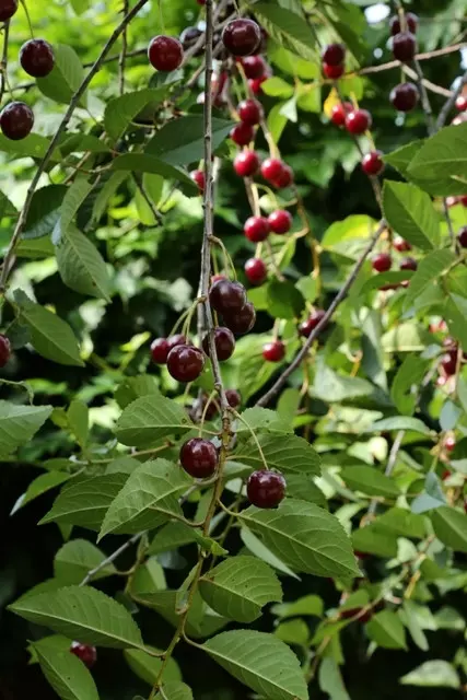 Prunus cerasus Łutowka fot. G. Falkowski_ZSzP