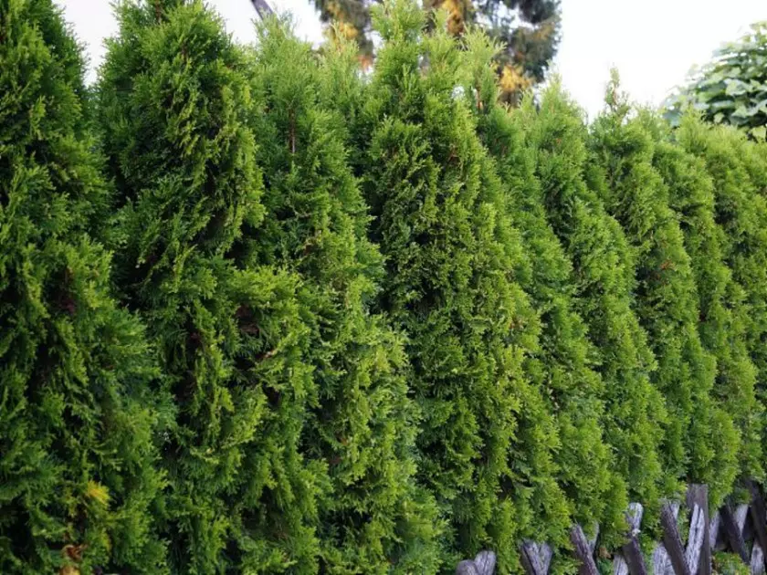 Żywotnik zachodni 'Smaragd' (Thuja occidentalis 'Smaragd')