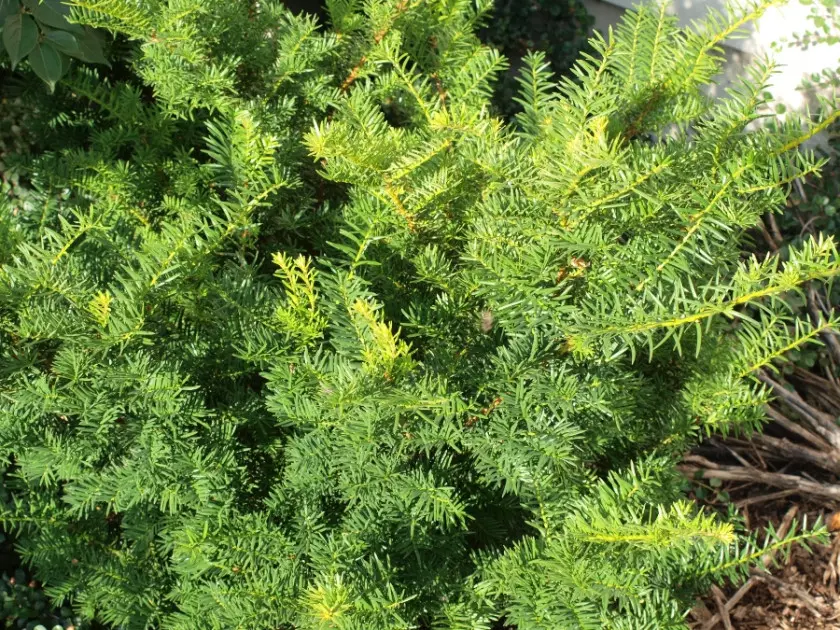 Cis pośredni 'Brownii' (Taxus x media 'Brownii')