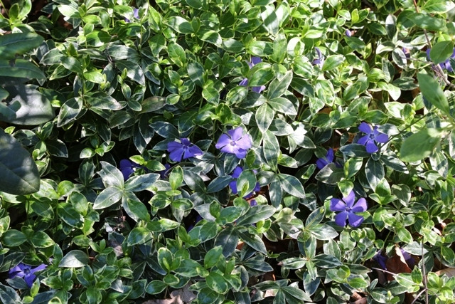 Vinca minor Ralph Shugert fot. G.FALKOWSKI