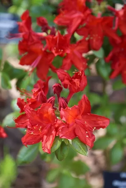 Rhododendron Doloroso Fot. FALKOWSKI