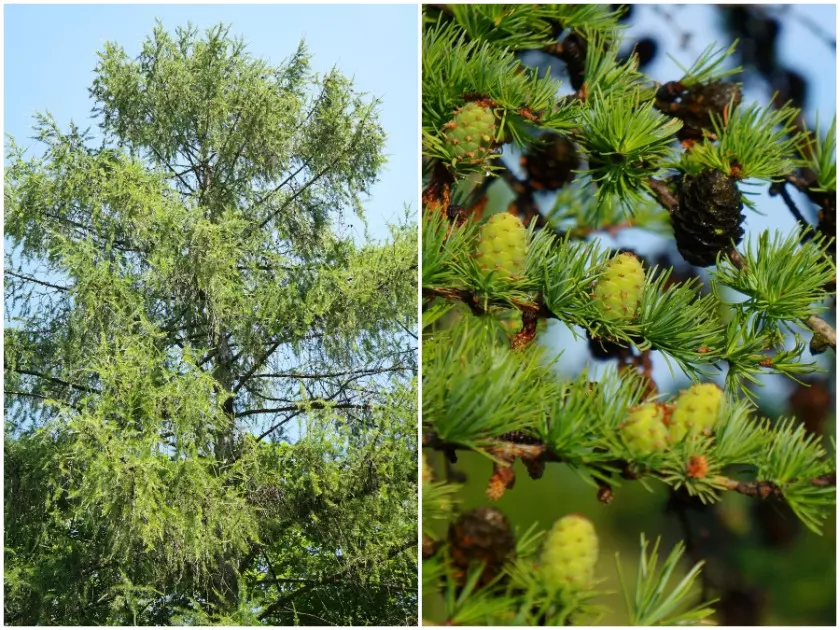 Modrzew europejski (Larix decidua)