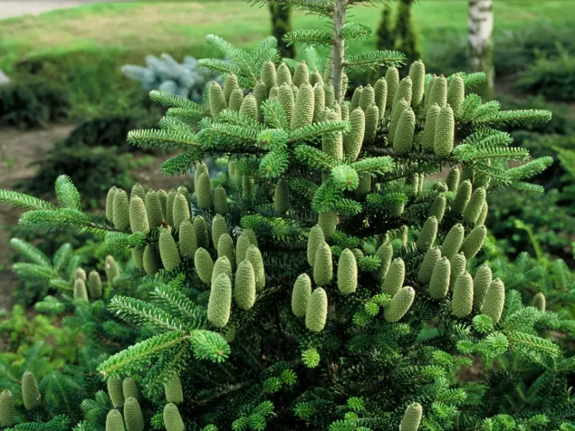 Jodła koreańska (Abies koreana)