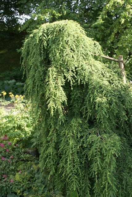 Tsuga canadensis Pendula Fot. G. FALKOWSKI