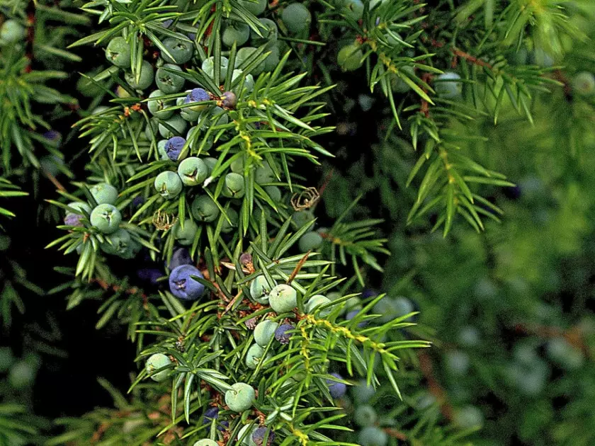 Jałowiec pospolity (Juniperus communis)