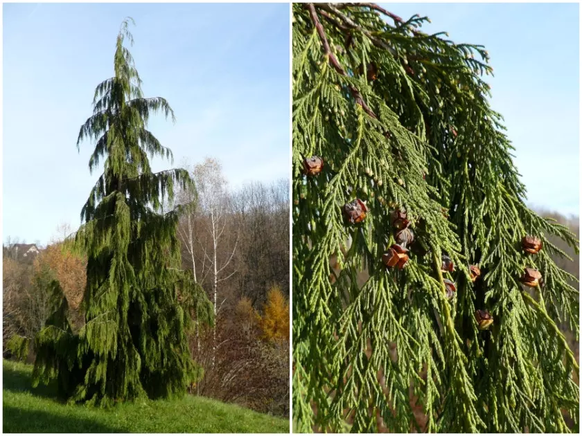 Cyprysik nutkajski 'Pendula' (Chamaecyparis nootkatensis 'Pendula')