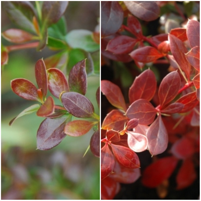 Berberys pośredni 'Red Jewel'