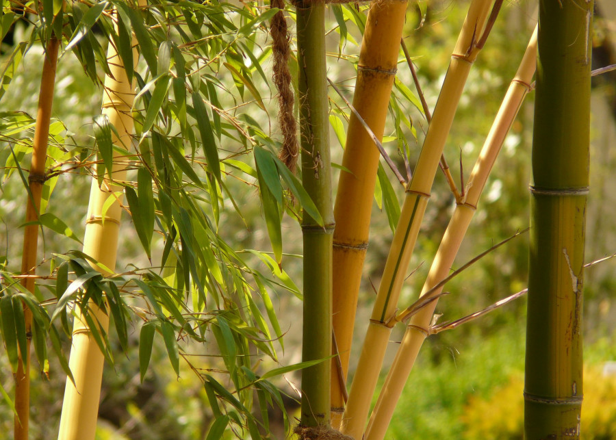 bambus w ogrodzie fot. Hans Braxmeier - Pixabay
