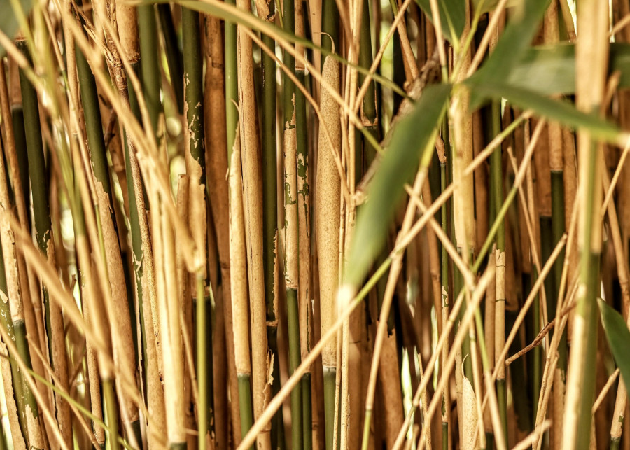 bambus fot. Thomas Wilken - Pixabay