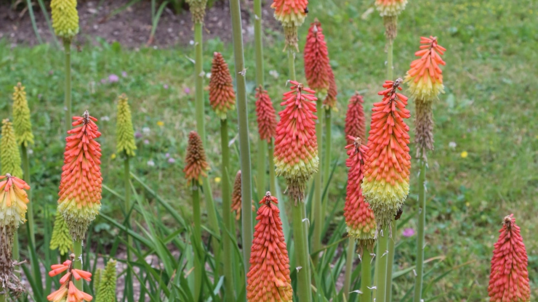 Kniphofia uvaria