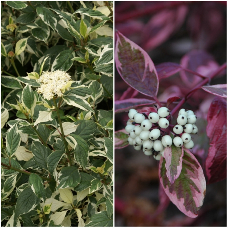 Dereń biały 'Sibirica Variegata'