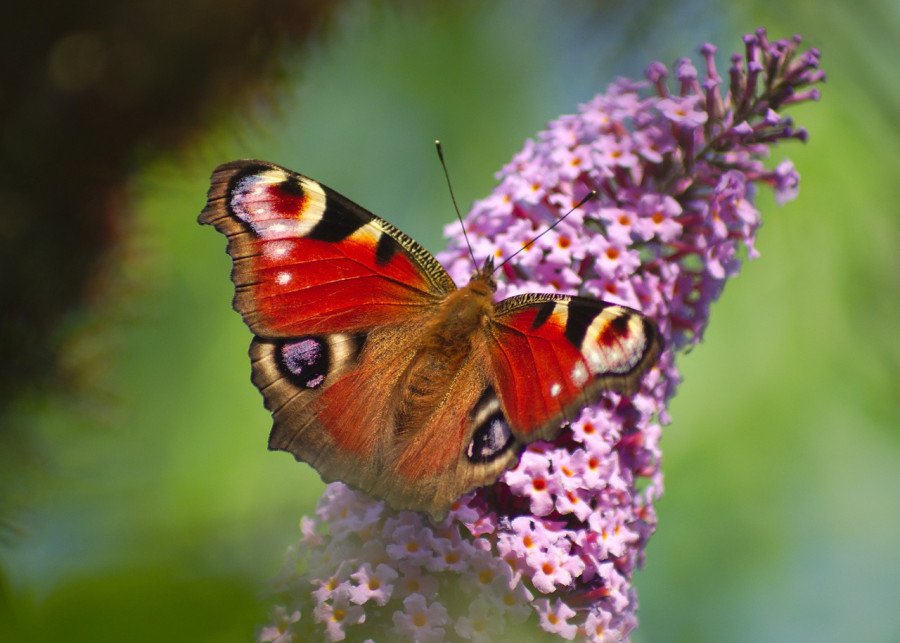budleja motyli krzew fot. Keith Bov - Pixabay