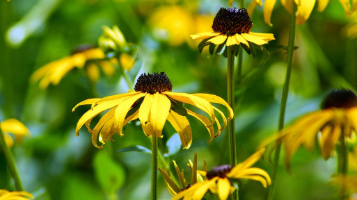 Przycinanie rudbekii: kiedy ścinać kwiaty?