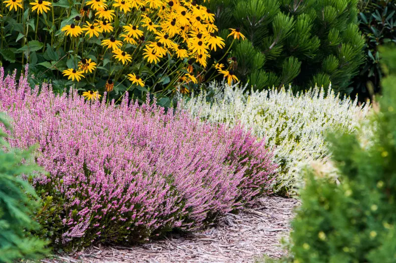 Co posadzić obok wrzosów fot. MAK MEDIA GAP GARDENS