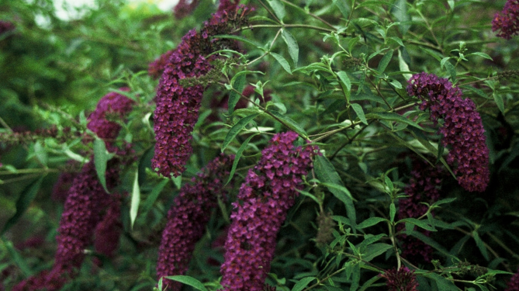 Budleja Dawida o purpurowych kwiatach fot. iVerde 