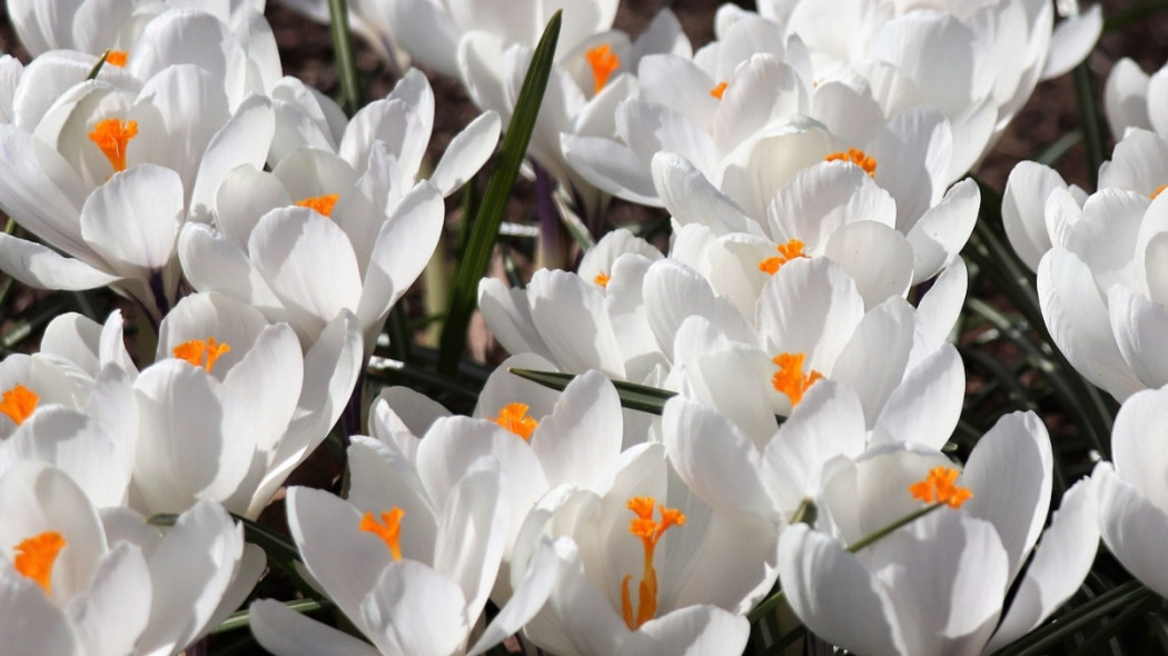 Krokus wiosenny fot. Olga Oginskaya - Pixabay