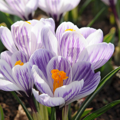 Krokus wiosenny