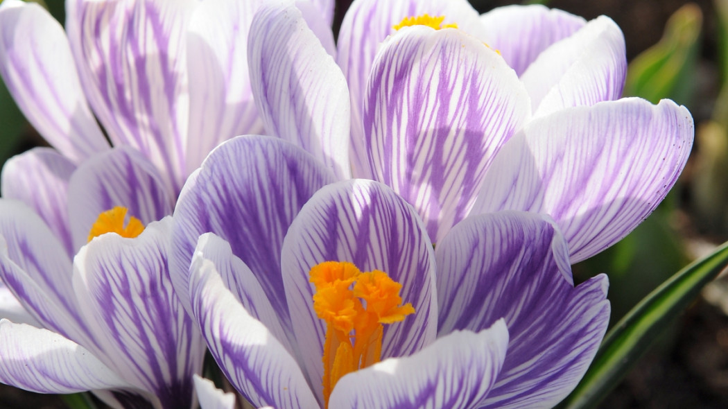 krokus wiosenny fot. iBulb