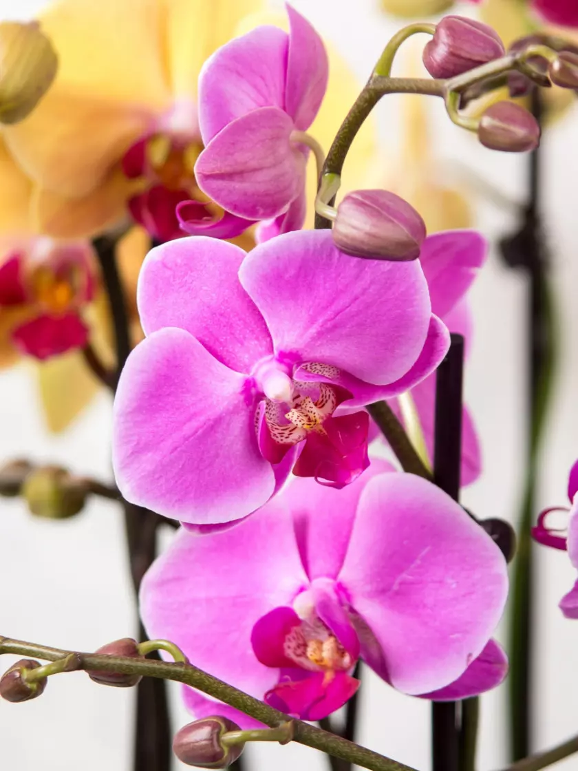 Phalaenopsis fot. RainerBerns - Pixabay