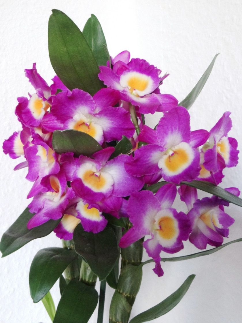  Dendrobium fot. Tom Kristoffersen - Pixabay