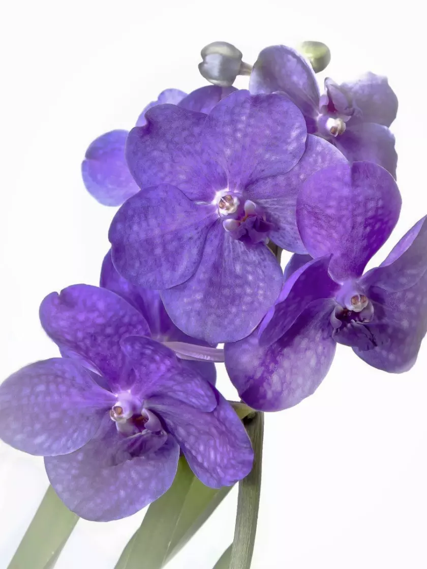 storczyk z grupy vanda fot. Foto-Rabe - Pixabay