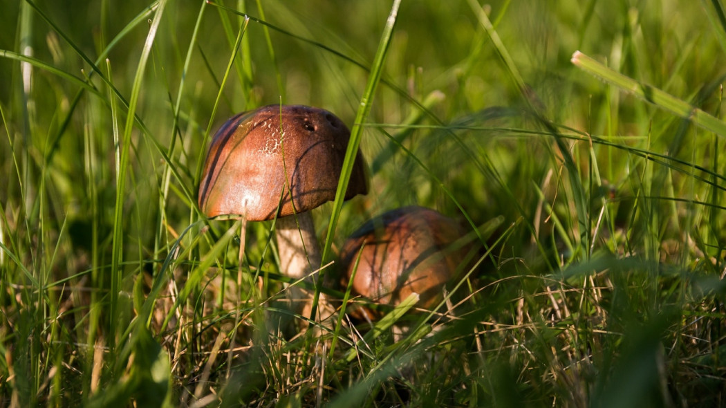 hodowla grzybów w ogrodzie fot. Michal Jarmoluk - Pixabay