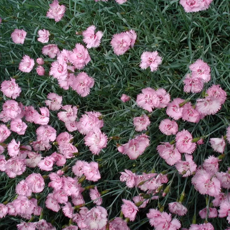 Dianthus plumarius fot. Sten - Wikimedia Commons