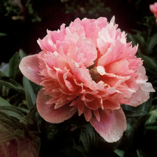 Piwonia lekarska