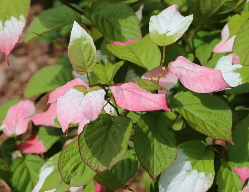 Actinidia pstrolistna 'Adam' fot. G. Falkowski