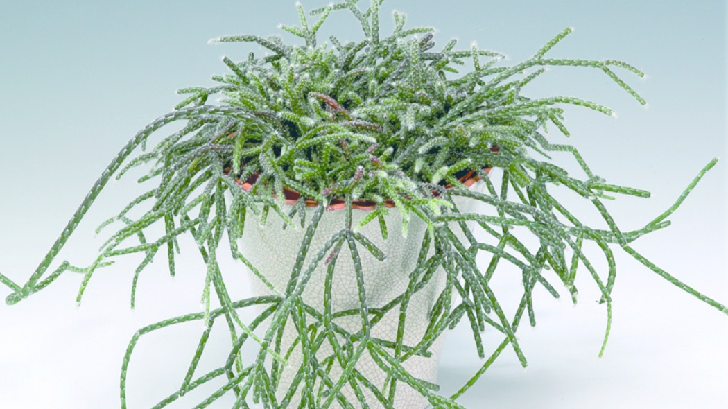 rhipsalis pilocarpa fot. floradania.dk