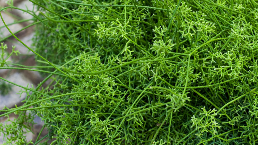 Rhipsalis cereuscula fot. floradania.dk