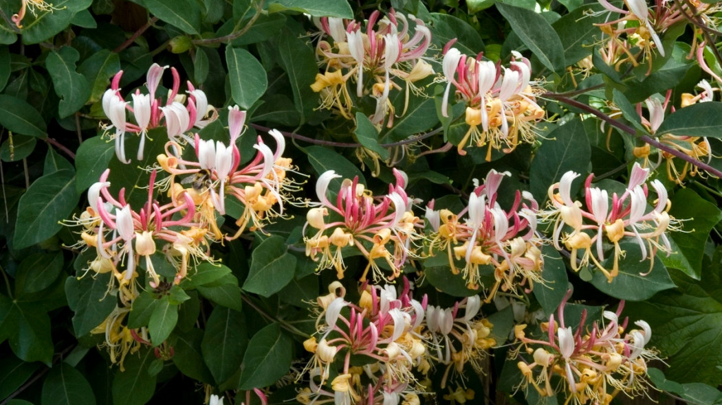 lonicera pomorska fot. iVerde