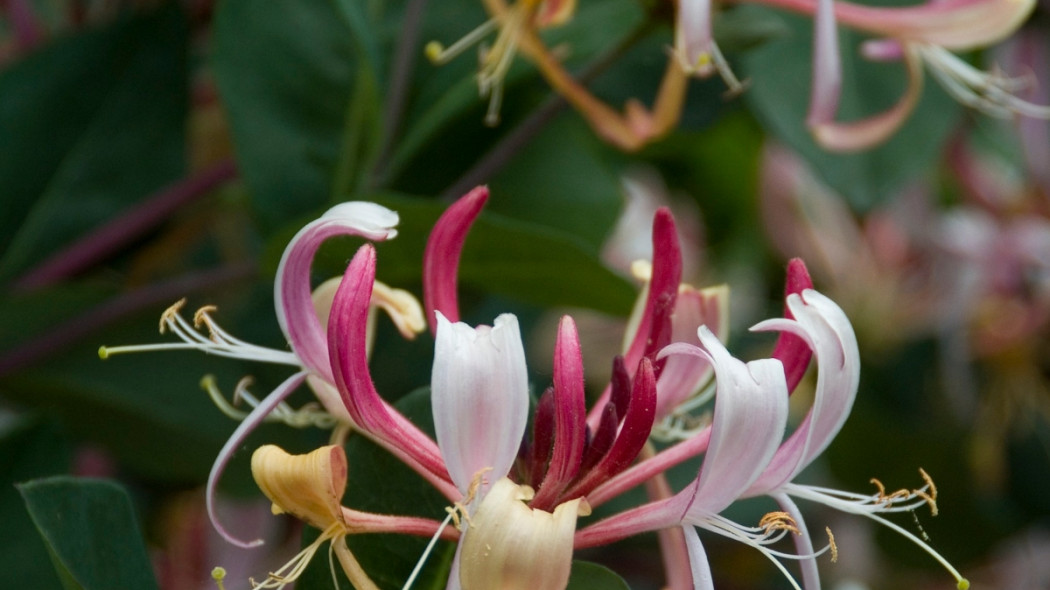 lonicera pomorska fot. iVerde