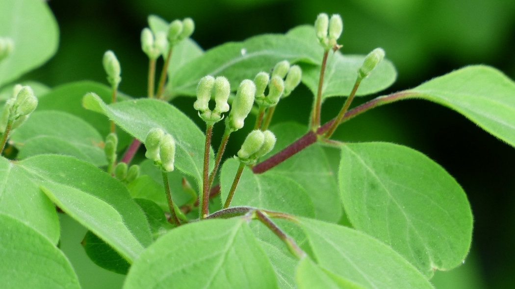 lonicera pomorska