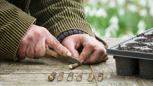 Rozmnażanie przez sadzonki korzeniowe: krok po kroku