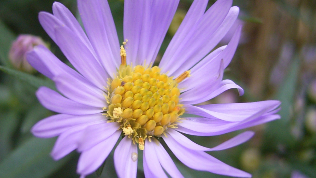 Aster nowobelgijski fot. TeunSpaans - Wikimedia commons