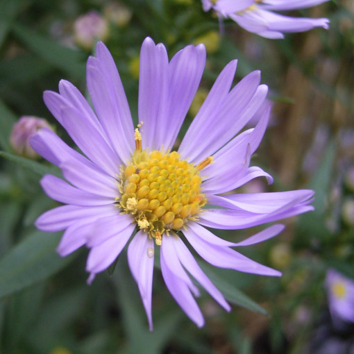 Aster nowobelgijski