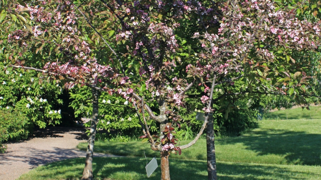 Malus x purpurea 'Linnanmäki' fot. Annelis - Wikimedia Commons