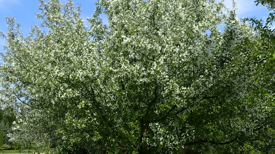 Malus floribunda fot. Kenraiz - Wikimedia Commons