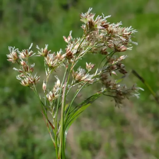 Kosmatka olbrzymia