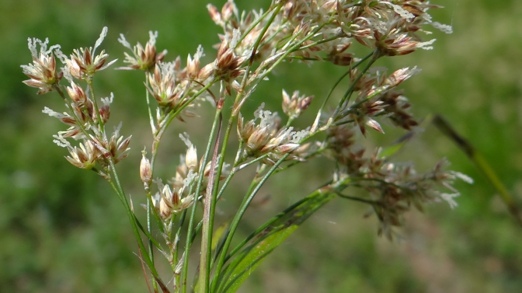 Kosmatka olbrzymia kwiat fot. Jerzy Opioła (CC BY-SA 4.0) - Wikimedia Commons